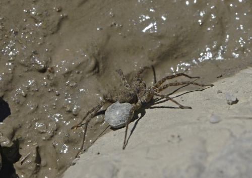 Pardosa sp.